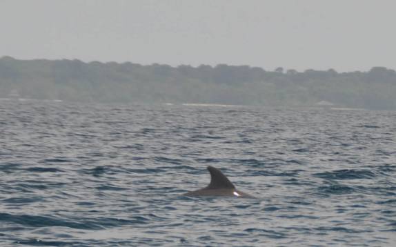 Avistando golfinhos em Bocas del Toro, no norte do Panamá